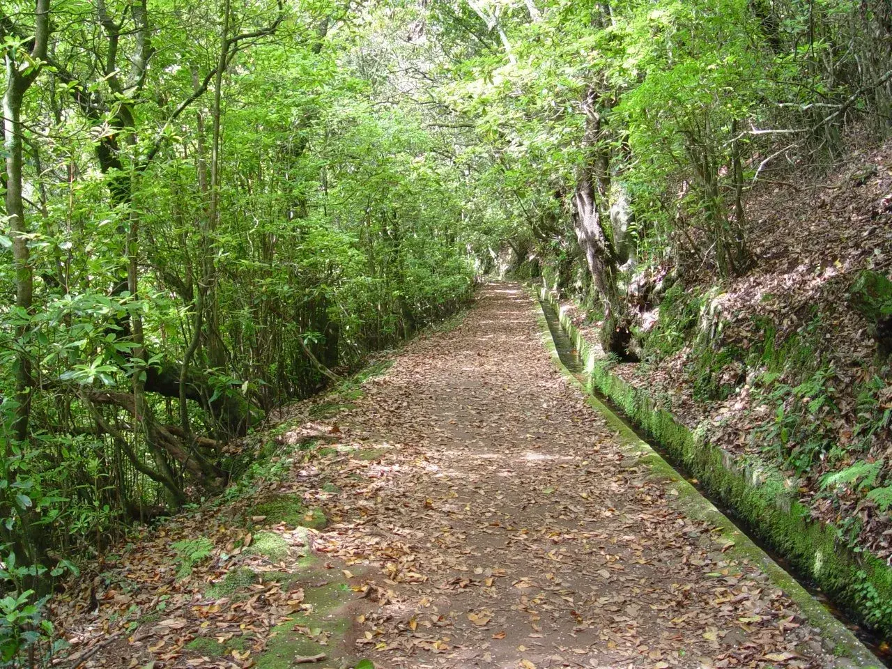 Levada do Furado path through lush laurel forest on PR 10