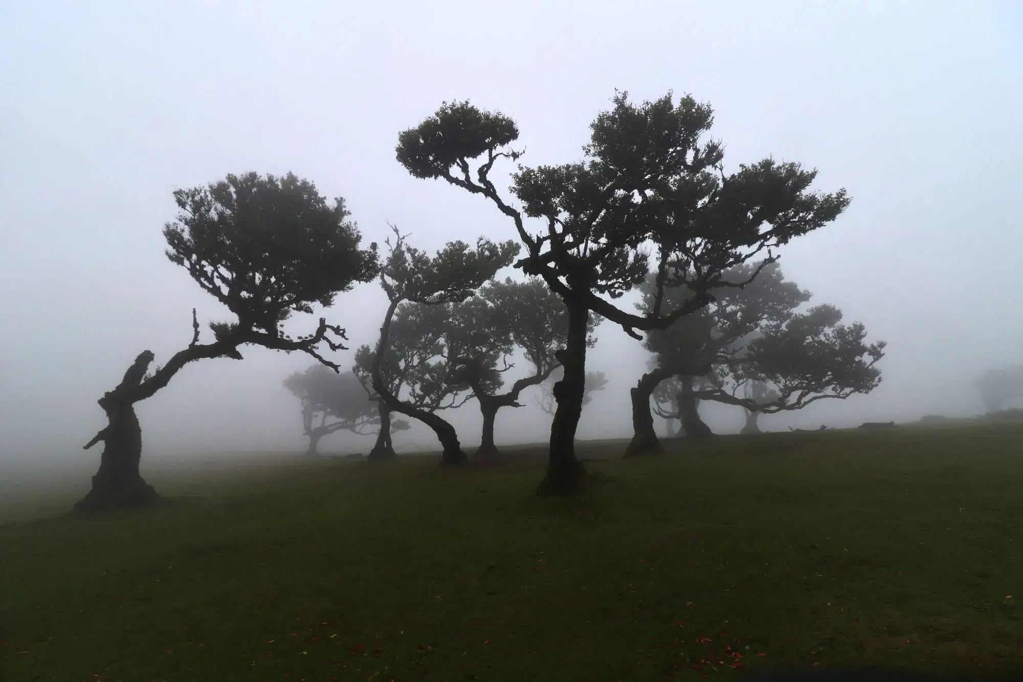 Ancient laurel trees shrouded in fog in Fanal forest along PR 13