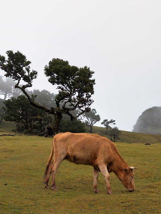 Levada da Azenha trail scenery